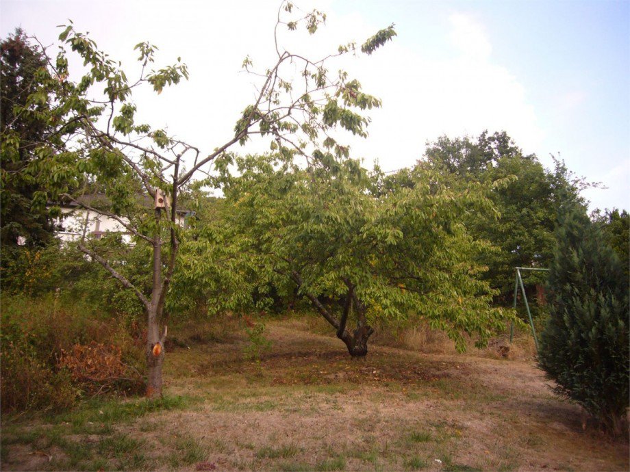 011 Garten1 Einfamilienhaus Lahnstein