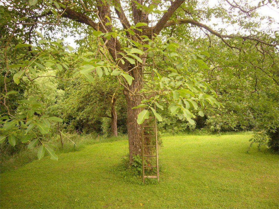 Garten1 Einfamilienhaus Hillscheid